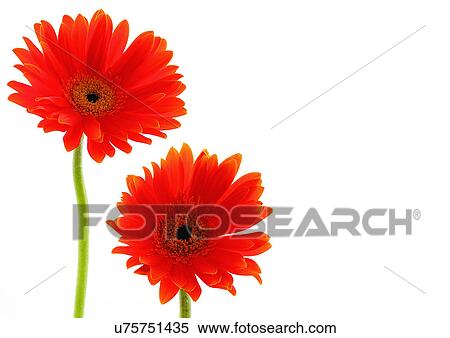 Stock Photography - Two Objects, Flowers, Green, Daisy Flower, Gerbera Daisy, Vibrant Color. Fotosearch
