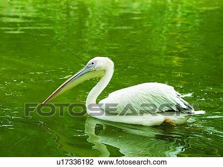 vertebrate, vertebrata, avian View Large Photo Image Stock Image - vertebrate, vertebrata, avian. Fotosearch