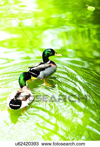 vertebrate, vertebrata, avian View Large Photo Image Stock Image - vertebrate, vertebrata, avian. Fotosearch