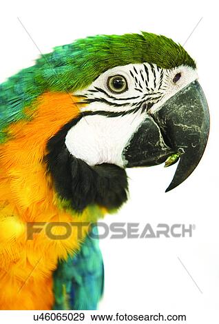 Stock Photo - vertebrate, vertebrata, avian. Fotosearch