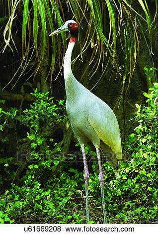 vertebrate, vertebrata, avian View Large Photo Image Stock Photo - vertebrate, vertebrata, avian. Fotosearch