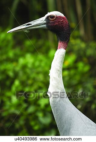Stock Photograph - vertebrate, vertebrata, avian. Fotosearch