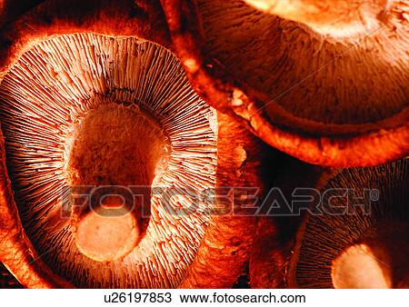 viva vegetables, vegetables View Large Photo Image Stock Image - viva vegetables, vegetables. Fotosearch