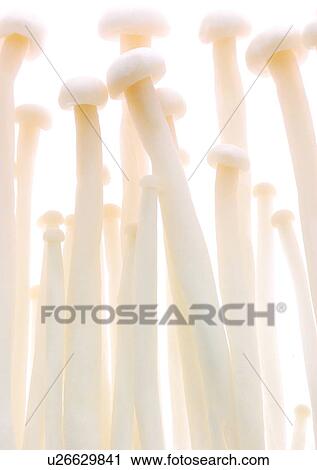 viva vegetables, vegetables View Large Photo Image Stock Image - viva vegetables, vegetables. Fotosearch