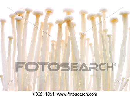 viva vegetables, vegetables View Large Photo Image Stock Image - viva vegetables, vegetables. Fotosearch