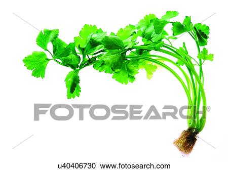 viva vegetables, vegetables View Large Photo Image Stock Image - viva vegetables, vegetables. Fotosearch