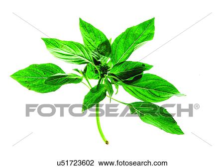 viva vegetables, vegetables View Large Photo Image Stock Image - viva vegetables, vegetables. Fotosearch
