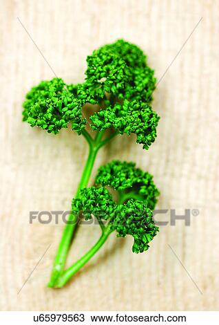Stock Image - viva vegetables, vegetables. Fotosearch