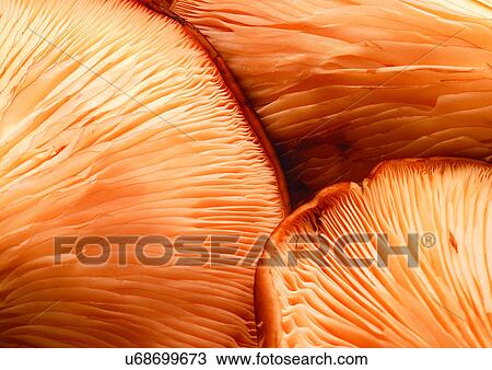 viva vegetables, vegetables View Large Photo Image Stock Image - viva vegetables, vegetables. Fotosearch