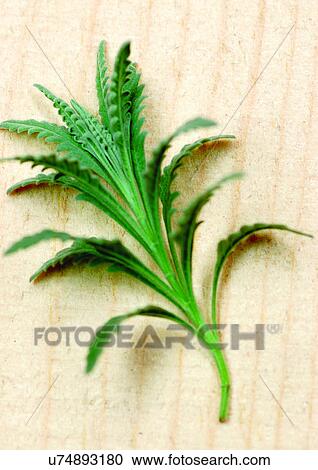 Stock Image - viva vegetables, vegetables. Fotosearch