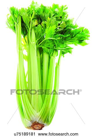Stock Image - viva vegetables, vegetables. Fotosearch