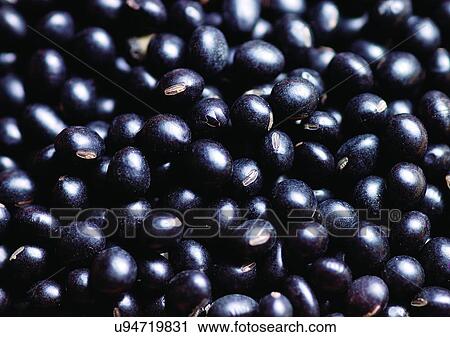 viva vegetables, vegetables View Large Photo Image Stock Image - viva vegetables, vegetables. Fotosearch