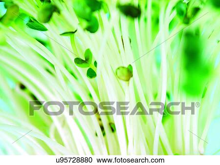 Stock Image - viva vegetables, vegetables. Fotosearch