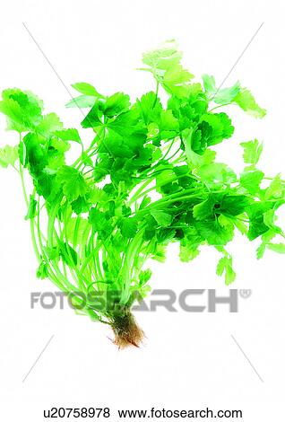viva vegetables, vegetables View Large Photo Image Stock Photo - viva vegetables, vegetables. Fotosearch