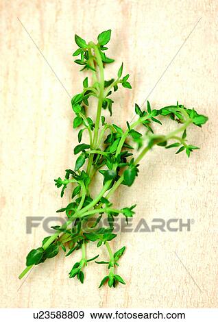 viva vegetables, vegetables View Large Photo Image Stock Photo - viva vegetables, vegetables. Fotosearch