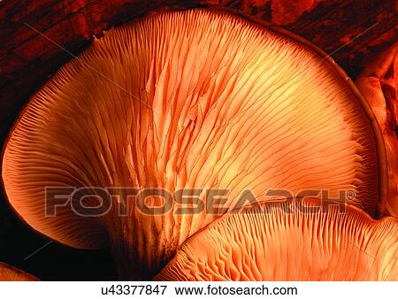 Stock Photo - viva vegetables, vegetables. Fotosearch