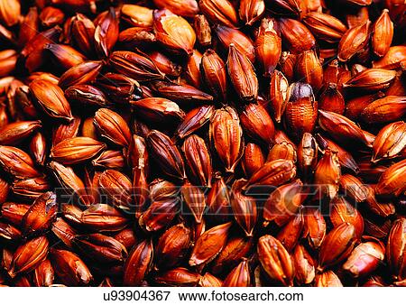 Stock Photo - viva vegetables, vegetables. Fotosearch