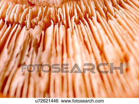 Stock Photograph - viva vegetables, vegetables. Fotosearch