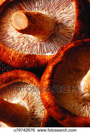 viva vegetables, vegetables View Large Photo Image Stock Photograph - viva vegetables, vegetables. Fotosearch