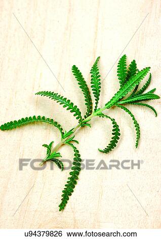 Stock Photograph - viva vegetables, vegetables. Fotosearch