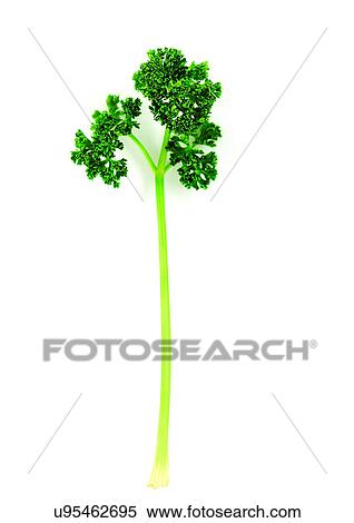 Stock Photography - viva vegetables, vegetables. Fotosearch