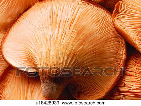 viva vegetables, viva, vegetables View Large Photo Image Stock Photo - viva vegetables, viva, vegetables. Fotosearch