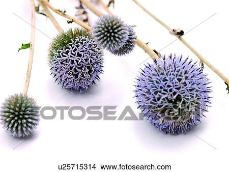 White Background, Close-Up, Grainy View Large Photo Image Picture - White Background, Close-Up, Grainy. Fotosearch