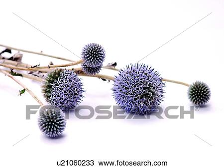 White Background, Close-Up, Grainy View Large Photo Image Stock Image - White Background, Close-Up, Grainy. Fotosearch