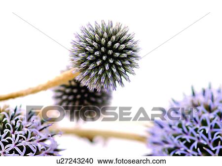 White Background, Close-Up, Grainy View Large Photo Image Stock Image - White Background, Close-Up, Grainy. Fotosearch