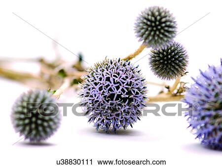 Stock Image - White Background, Close-Up, Grainy. Fotosearch