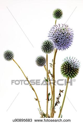 Stock Image - White Background, Close-Up, Grainy. Fotosearch