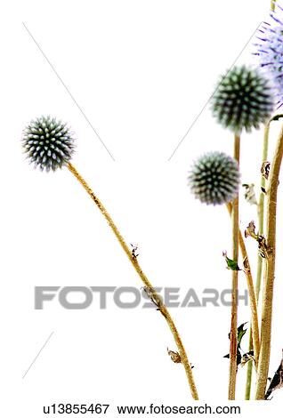 White Background, Close-Up, Grainy View Large Photo Image Stock Photo - White Background, Close-Up, Grainy. Fotosearch