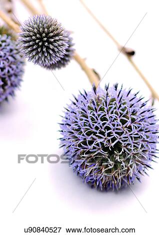 White Background, Close-Up, Grainy View Large Photo Image Stock Photo - White Background, Close-Up, Grainy. Fotosearch