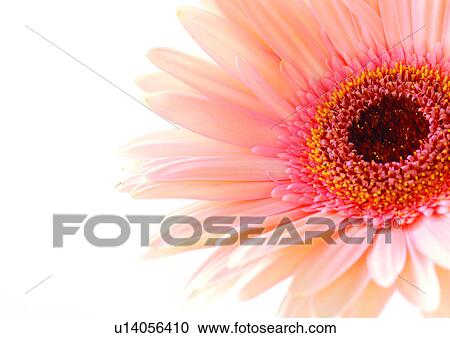 Stock Image - White Background, Flower, Flower Head, Open, Petal, Plant, Single Flower. Fotosearch