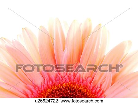 Stock Image - White Background, Flower, Flower Head, Open, Petal, Plant, Single Flower. Fotosearch