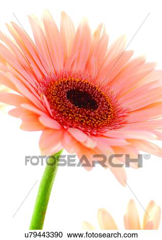 White Background, Flower, Flower Head, Open, Petal, Plant, Flowers View Large Photo Image Stock Image - White Background, Flower, Flower Head, Open, Petal, Plant, Flowers. Fotosearch