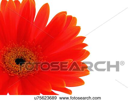 Stock Photo - White Background, Flower, Flower Head, Open, Petal, Plant, Single Flower. Fotosearch
