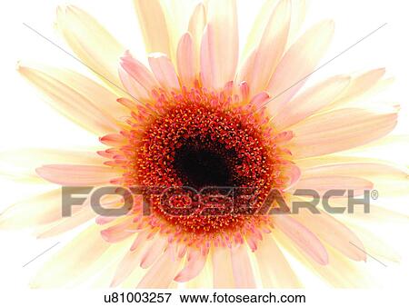 White Background, Flower, Flower Head, Open, Petal, Plant, Single Flower View Large Photo Image Stock Photo - White Background, Flower, Flower Head, Open, Petal, Plant, Single Flower. Fotosearch