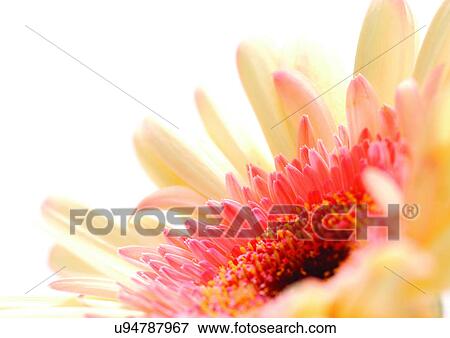 Stock Photo - White Background, Flower, Flower Head, Open, Petal, Plant, Single Flower. Fotosearch