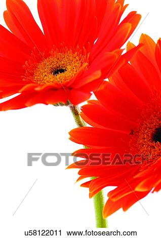 Stock Image - White Background, Flower Head, Open, Petal, Plant, Flowers, Two Objects. Fotosearch