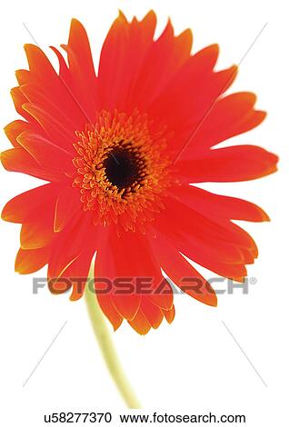 Stock Image - White Background, Flower Head, Open, Petal, Plant, One Flower, One Object. Fotosearch
