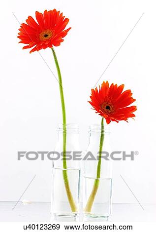 Stock Photo - White Background, Flower Head, Open, Petal, Plant, Flowers, Two Objects. Fotosearch