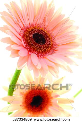 Stock Photo - White Background, Flower Head, Open, Petal, Plant, Flowers, Two Objects. Fotosearch