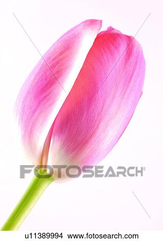 White Background, Flower, Spring, Tulip, Close-Up View Large Photo Image Picture - White Background, Flower, Spring, Tulip, Close-Up. Fotosearch