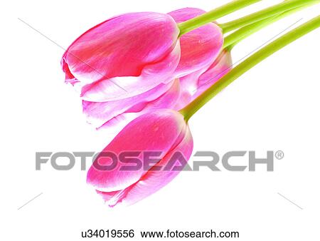 White Background, Flowers, Spring, Tulip, Close-Up View Large Photo Image Stock Photograph - White Background, Flowers, Spring, Tulip, Close-Up. Fotosearch