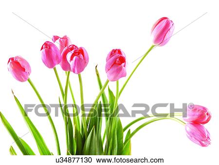 White Background, Open, Flowers, Spring, Tulip, Close-Up View Large Photo Image Stock Image - White Background, Open, Flowers, Spring, Tulip, Close-Up. Fotosearch