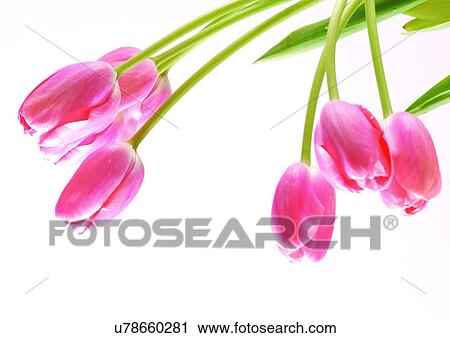 White Background, Open, Flowers, Spring, Tulip, Close-Up View Large Photo Image Stock Image - White Background, Open, Flowers, Spring, Tulip, Close-Up. Fotosearch