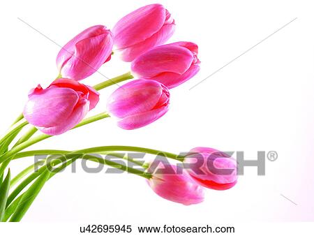 White Background, Open, Flowers, Spring, Tulip, Close-Up View Large Photo Image Stock Photography - White Background, Open, Flowers, Spring, Tulip, Close-Up. Fotosearch