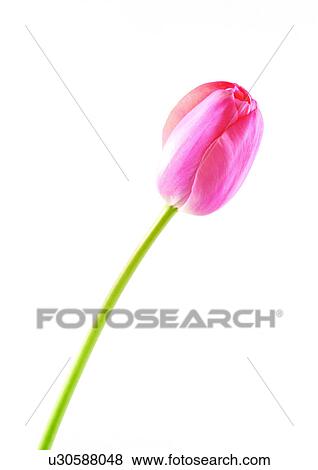 Stock Photo - White Background, Plant, Flowers, Spring, Tulip, Close-Up. Fotosearch