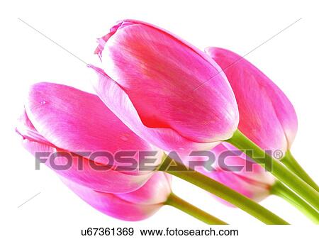 Stock Photo - White Background, Plant, Flowers, Spring, Tulip, Close-Up. Fotosearch
